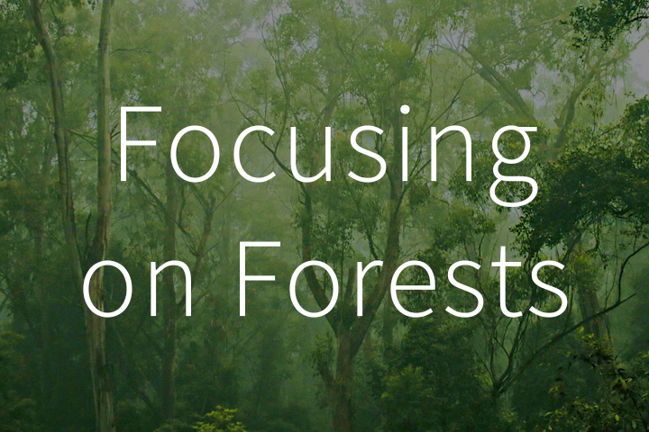 Forest image with "Focusing on Forests" headline.