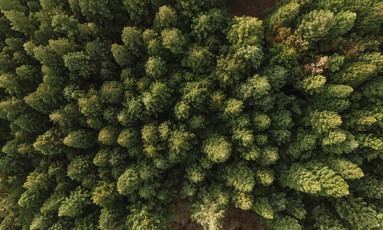 A forest from above.