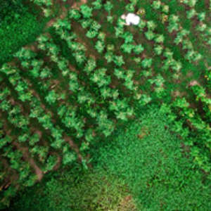 picture of agriculture or farm from above.