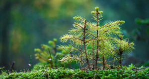 Tree Grows in the forest