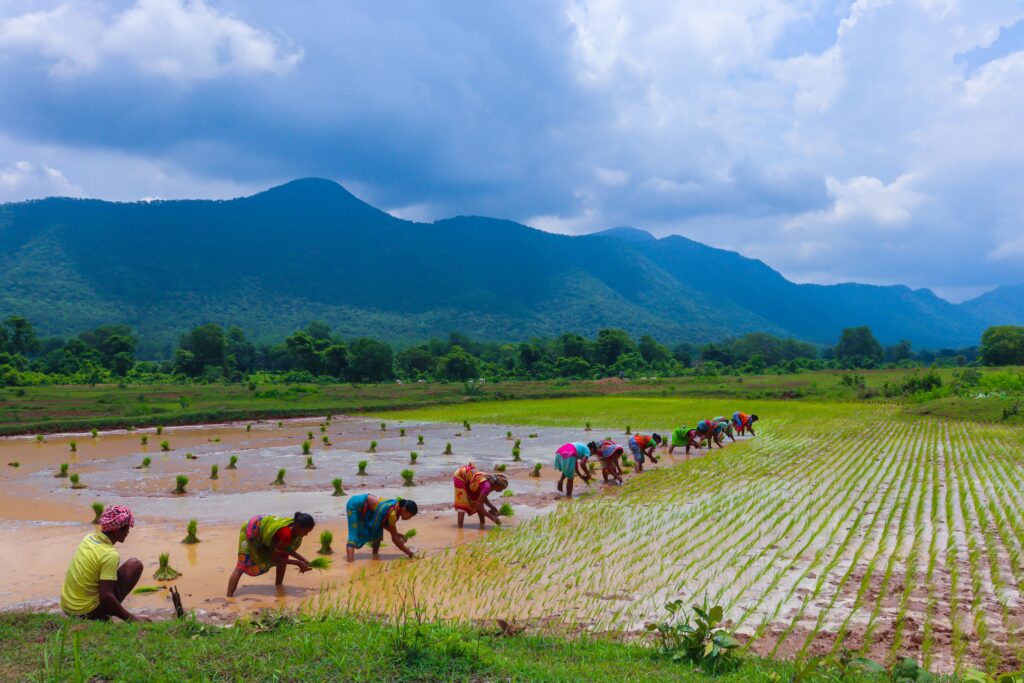 Women farming in Odisha, India