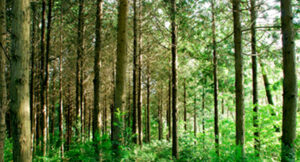 forest insight image