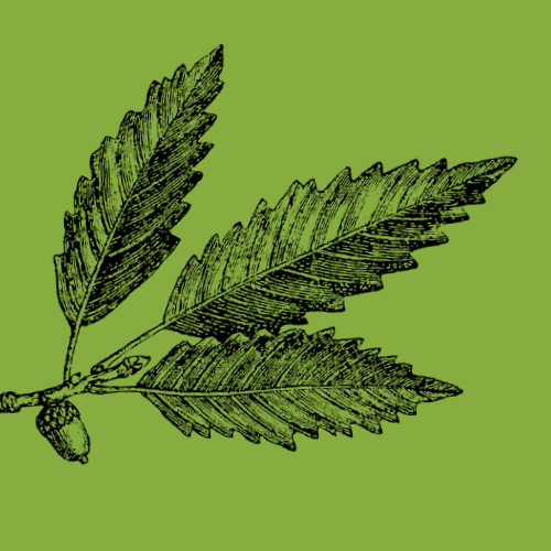 Acorn Leaf