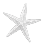 Starfish Illustration