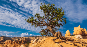 q3 25 Climate Change Tile